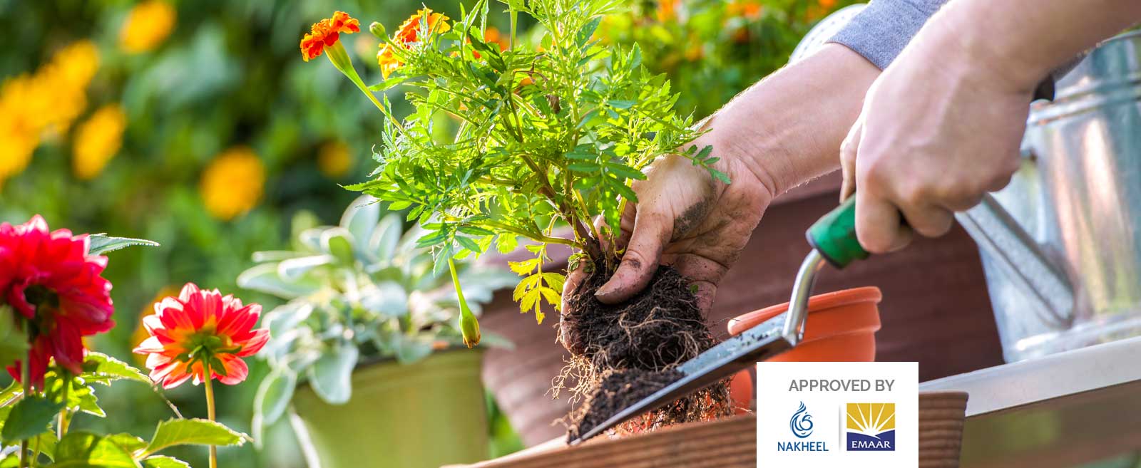 Landscaping and Gardening Services in Palm Jumeirah Dubai